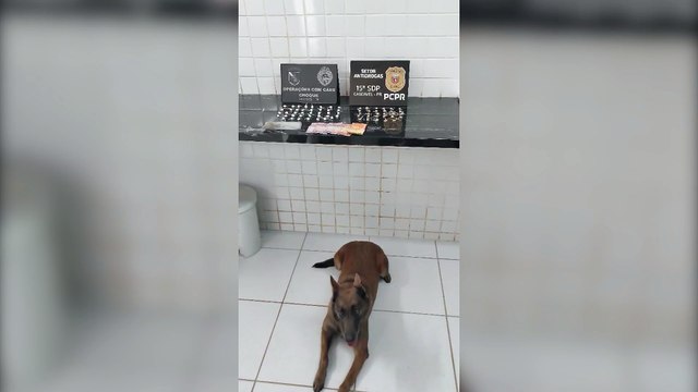 Casal é preso com drogas enterradas no quintal após ação policial na Região Norte de Cascavel