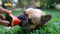 Can My Dog Have Watermelon? The Answer, Of Course, Depends On Your Dog
