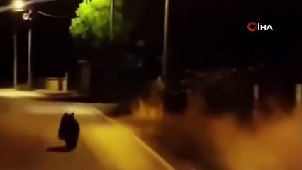 Yalova'da Ayı Köy Yoluna İndi