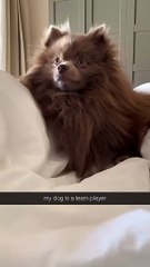 Dogs are truly a man’s best friend! (Credit: Sharyn Hanscombe) #pomeraniandog #brownpomeranian