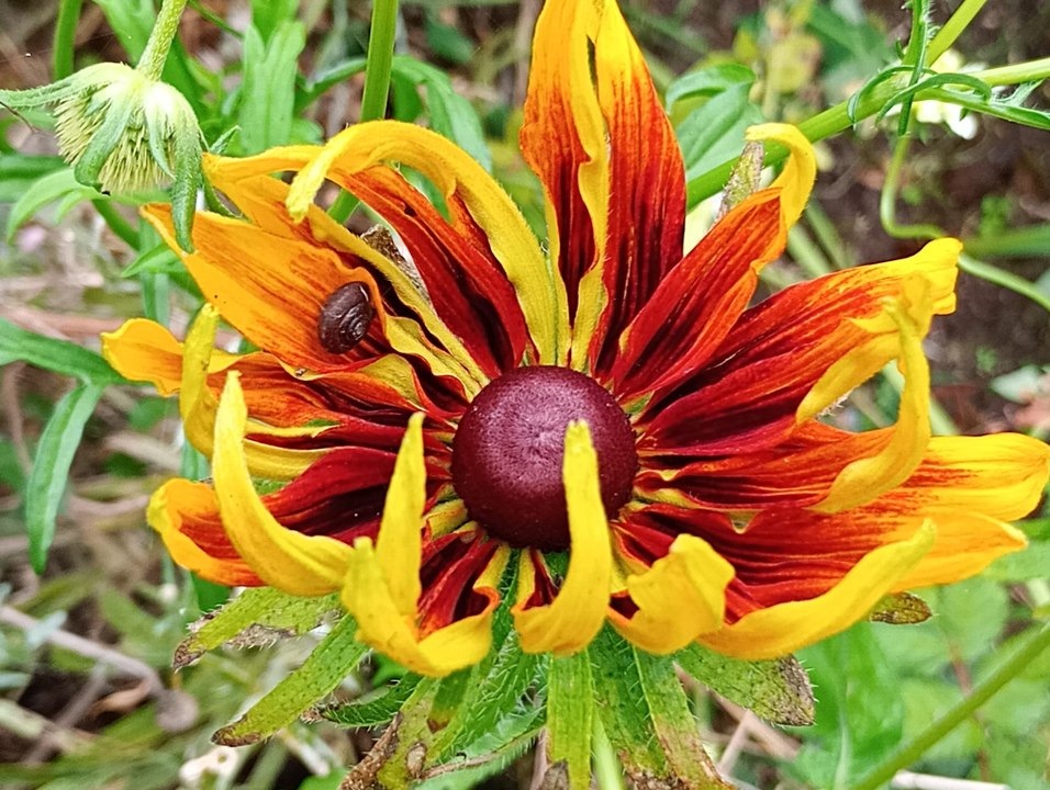 Showstopper flowers I grew in 2025 - Gardening with Brendan