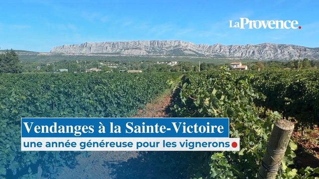Vendanges à la Sainte-Victoire : une année généreuse pour les vignerons