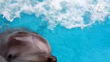 Os animais mais fofos do mundo N•431