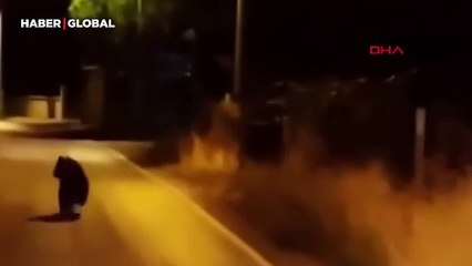 Yalova'da köye inen ayı arabayı görünce koşarak kaçtı