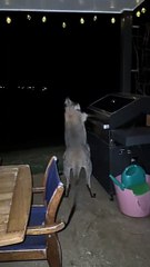 Kangaroos fighting