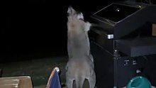 Kangaroos fighting