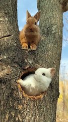 Two funny little rabbits make friends . A beautiul moment #67
