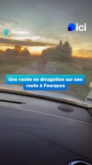 Une vache sur la route à Fourques