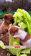 Two cute little puppy brothers . A beautiful moment #73