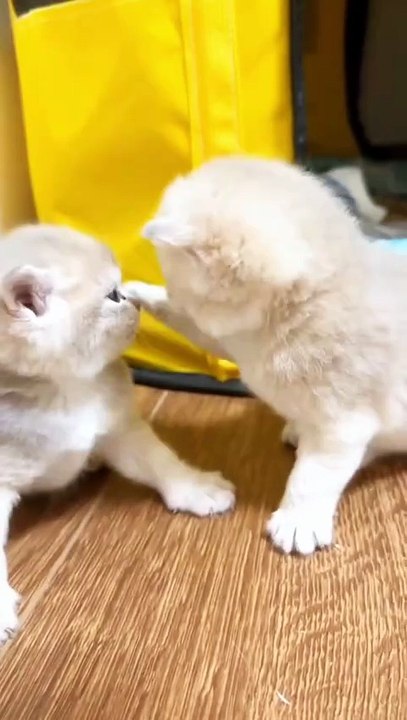 Two cute cats . A beautiful moment #75