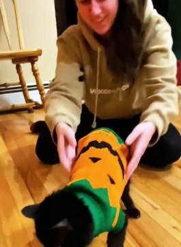 Les chats n'aiment pas porter des vêtements !