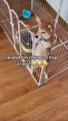 Ce chien fait ses besoins au calme !