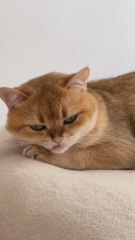 When Your Cat Finally Gets Payback 😂🐾