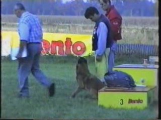 Duc  Finale mondioring a Arendonk Begique 1995