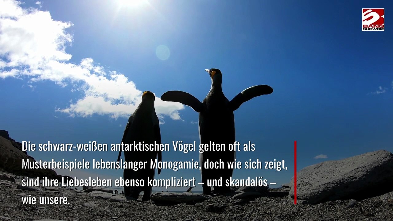 Pinguine begehen Ehebruch
