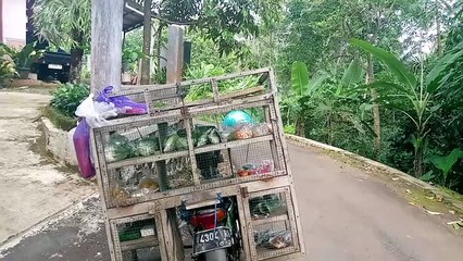 selling vegetables around on a motorbike 4