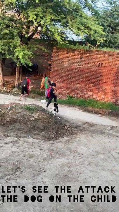 The dog attack  on the child