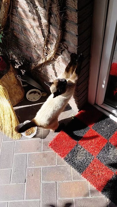 No Gym, No Problem—See How This Cat Stays Fit Outdoors! 🐾💪#shorts #funnycats #fyp