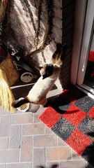 No Gym, No Problem—See How This Cat Stays Fit Outdoors! 🐾💪#shorts #funnycats #fyp