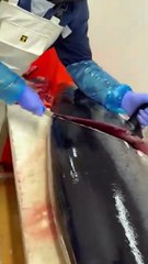 yellowfin tuna worth the price of a motorbike