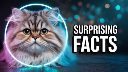 Faits Amusants sur les CHATS PERSANS que Vous Ignorez !