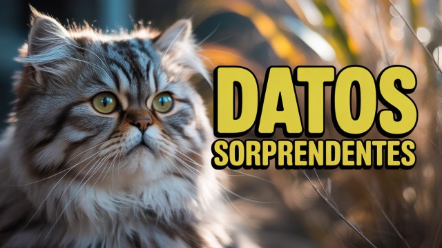 Datos Curiosos Sobre los Gatos Persas que te Sorprenderán 🐾