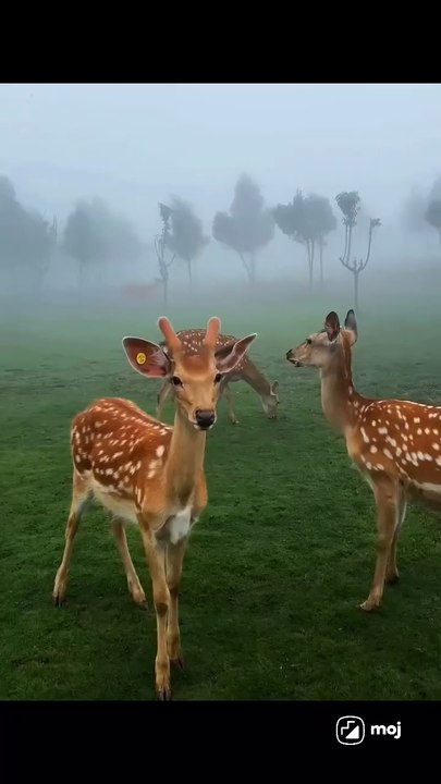 My deer friend