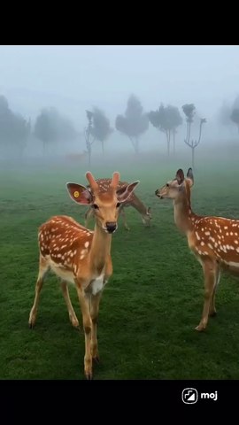 My deer friend