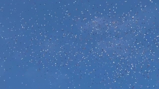 El testimonio de Esperanza Santos, coordinadora de Emergencias de MSF en Gaza