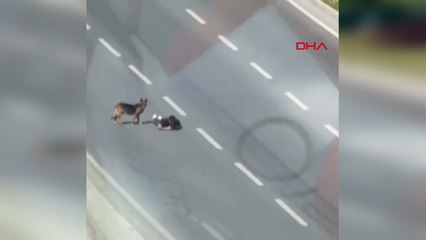 Samsun’da bir kişi, ana yolun sağ şeridinde sürünerek ilerledi; o anlar kamerada