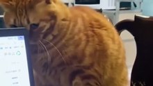 Cats Are Great Actors