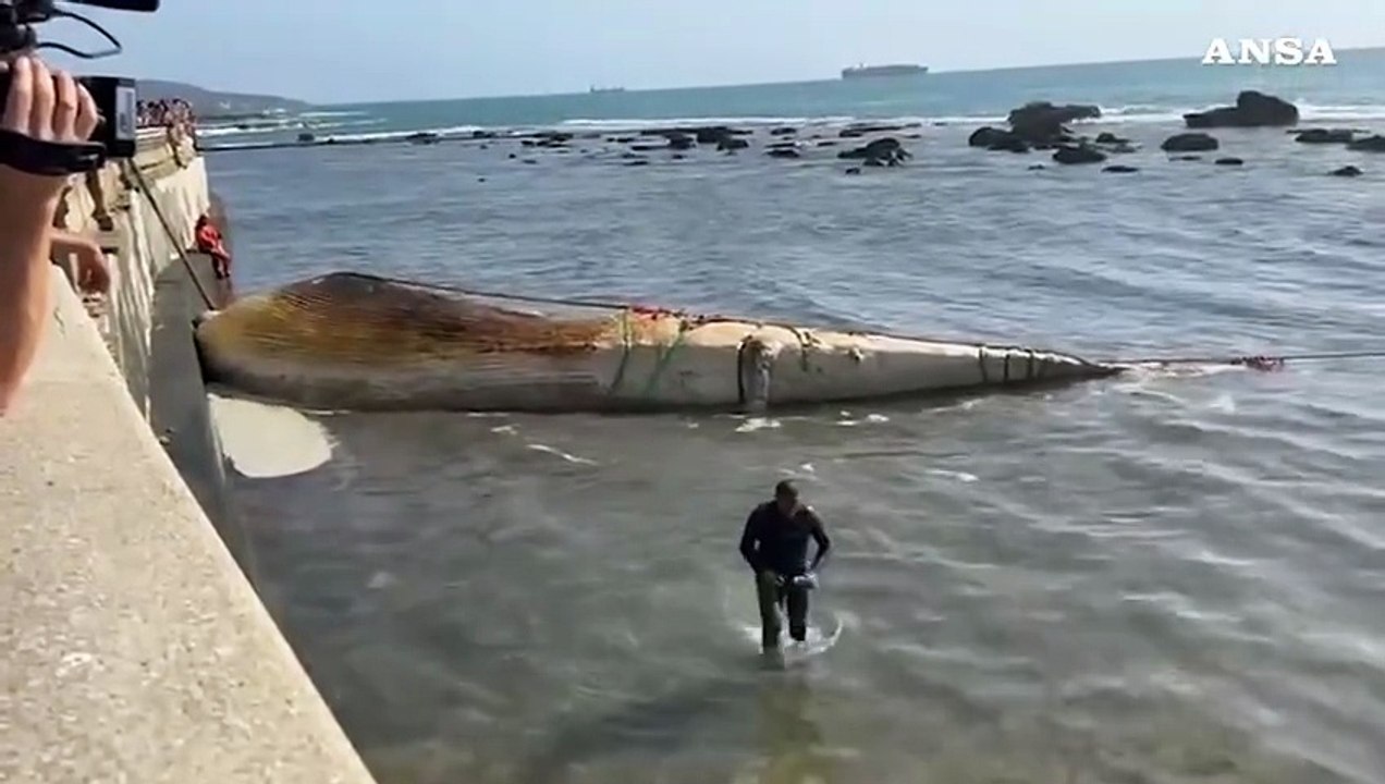 Livorno, rimossa la carcassa di balena sotto la Terrazza Mascagni