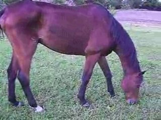 Cheval malade remange....