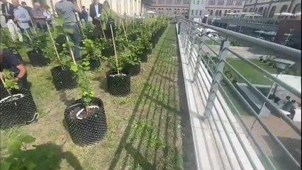 Torino, così nasce il Campus Grapes per produrre vino nella vigna urbana