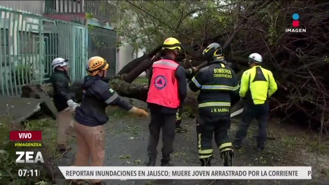 Tras las fuertes lluvias reportan la caída de un árbol en CDMX