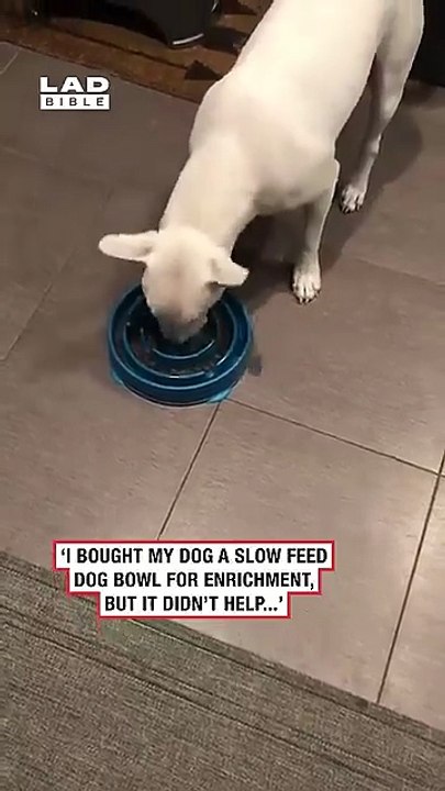 Doggo n'a pas patience.