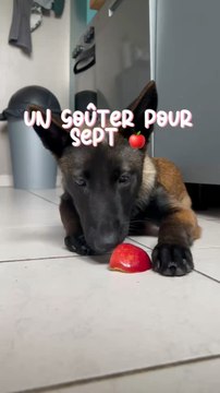 Vous n’avez plus de friandises pour votre loup ? Ça arrive, ouvrez les placards d’humains ! On peut partager plein de choses avec eux : - La pomme 🍎: 1 à 2 fois par semaine c’est top pour eux 🐕⚠️ A donner sans tige et sans pépins, lavée !