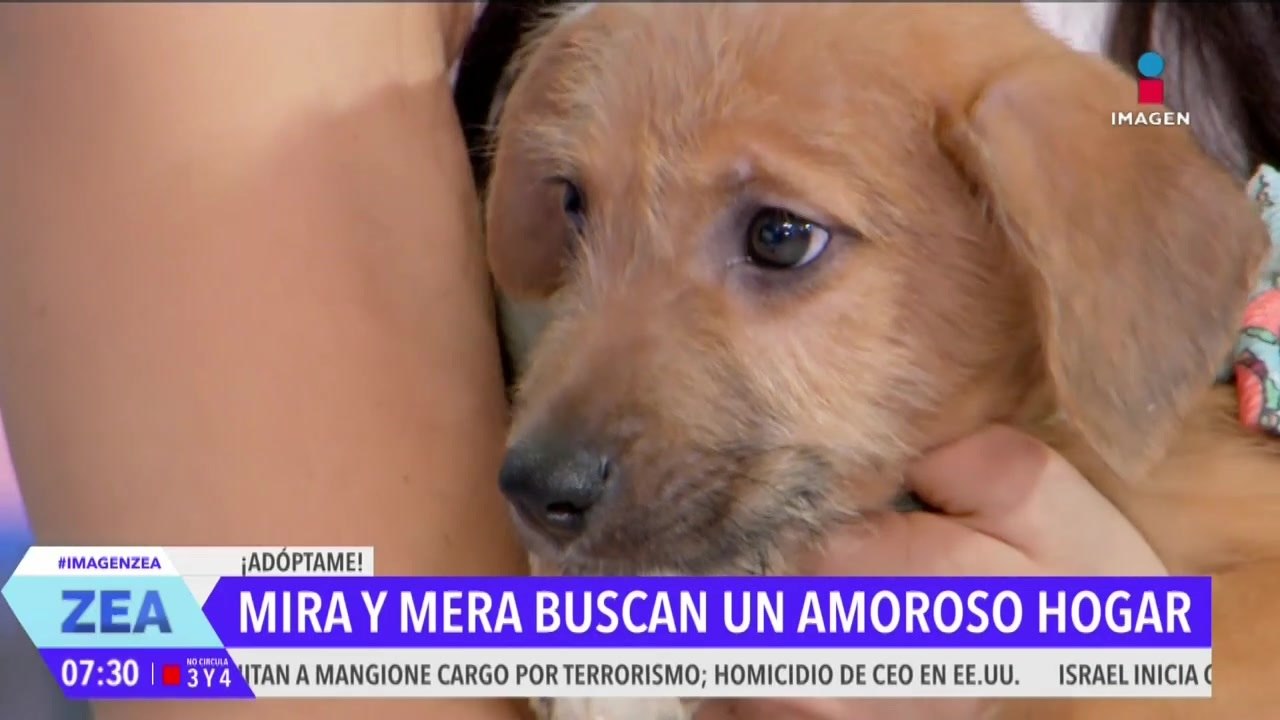 ¡Adopta! Mira y Mera son dos perritas que están en busca de una familia