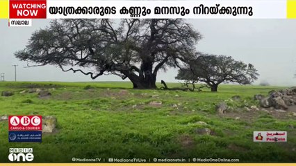 പച്ച പുതച്ച മലനിരകളിൽ കോടയും തണുത്ത കാറ്റും നേരിയ മഴയും; സന്ദർശകർ ഒഴിയാതെ സലാലയിലെ സീക്ക്