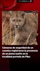 Cámaras de seguridad de un country registraron la presencia de un puma suelto en la localidad porteña de Pilar.