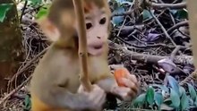 Cute baby monkey 19