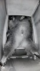 Raton laveur tente de dormir 😴😅