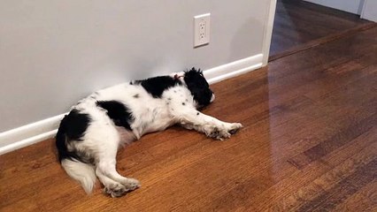 **Traduction humoristique :** *Sommeil Punaise* (2 mots) – une petite touche d’ironie, comme si le sommeil était une petite punaise qui se glisse dans la tête!