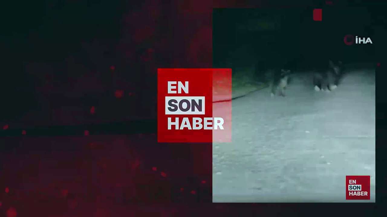 Bartın'da seyir halindeki otomobilin önüne ayı çıktı