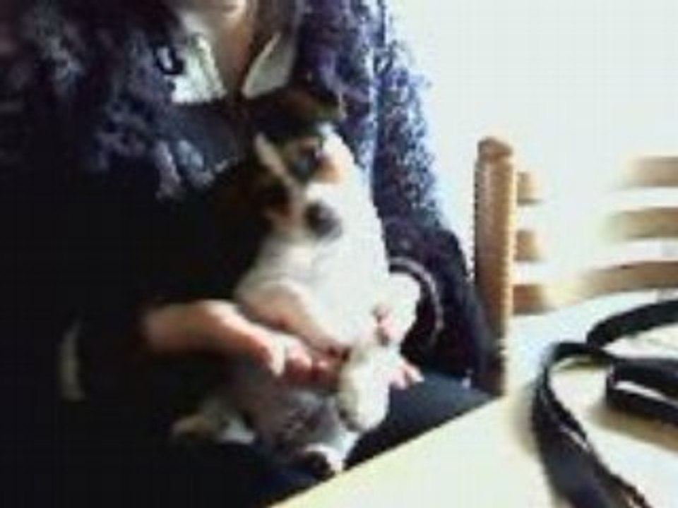 Daisy