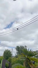 **Traduction humoristique (≈ 9 mots ):**  > Encore un jour dans la jungle béton, sans wifi.