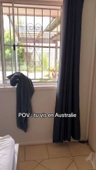 Wow! Things you see in Australia everyday! Will you like to move to Australia ?