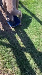 Wow! Things you see in Australia everyday! Will you like to move to Australia ?