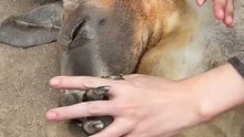 Kangaroo