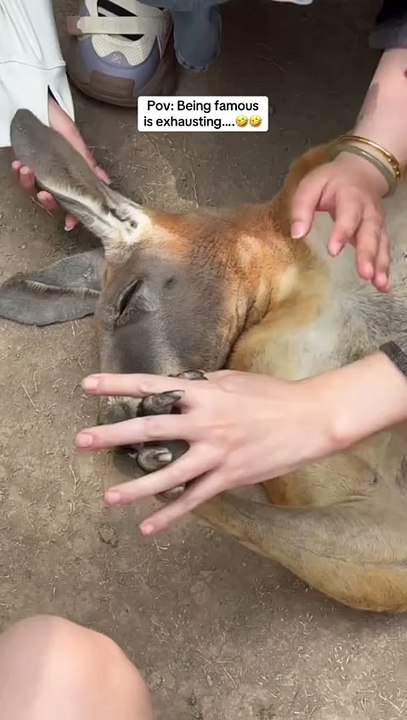 Kangaroo